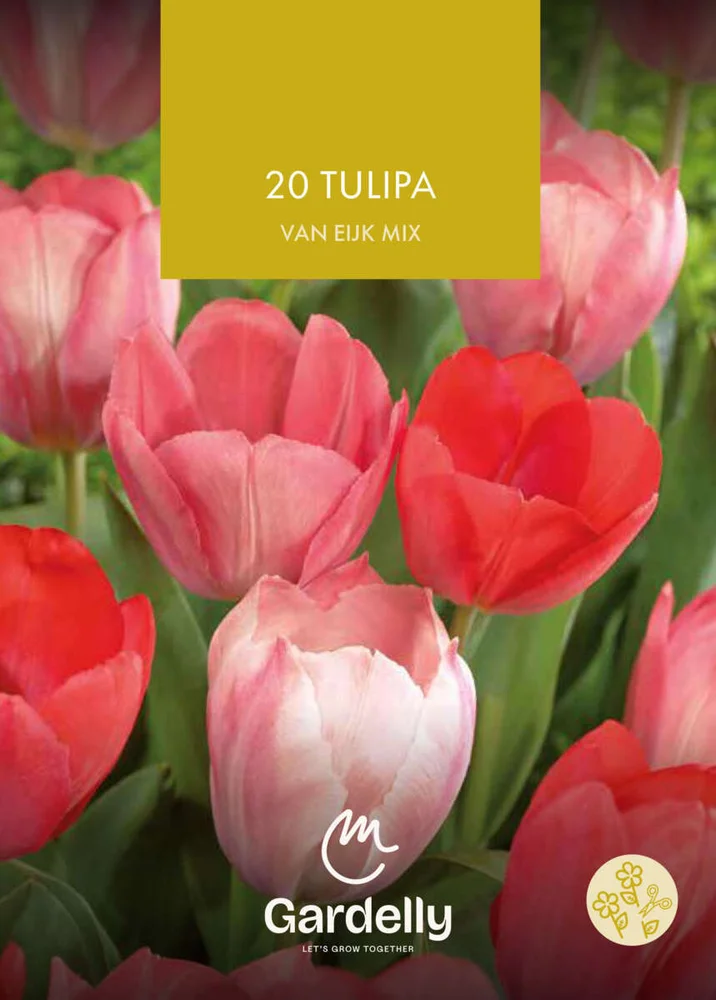 Nelson Garden Tulipa, Darwin hybrid, Van Eijk høstløk 20 v:2989906